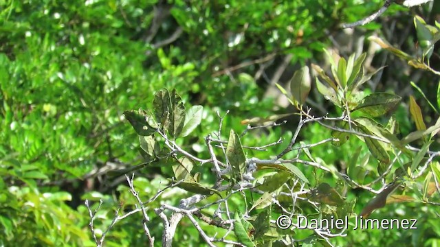 arassari amazonský (ssp. humboldti) - ML201952771