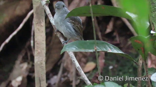  - Mouse-colored Antshrike