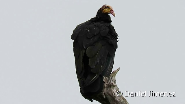 Greater Yellow-headed Vulture - ML201952831