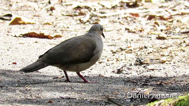 Gray-fronted Dove - ML201952861