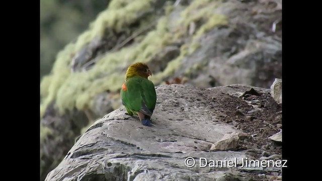 Rusty-faced Parrot - ML201952891