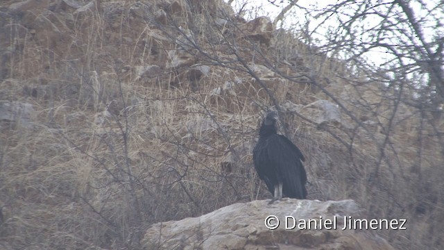 Black Vulture - ML201953241