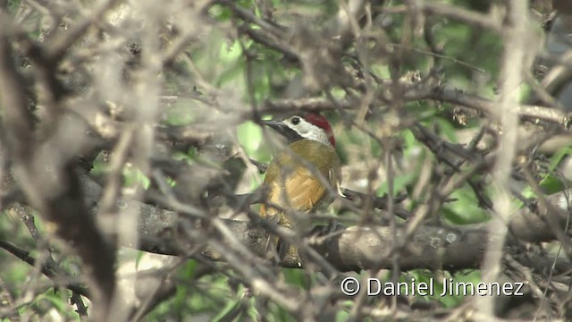 Golden-olive Woodpecker (rubripileus) - ML201953341