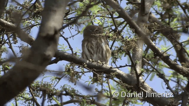 Peruvian Pygmy-Owl - ML201953431