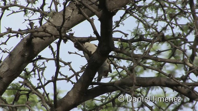 Scarlet-backed Woodpecker - ML201953521
