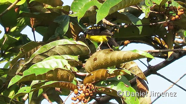  - Yellow-bellied Dacnis