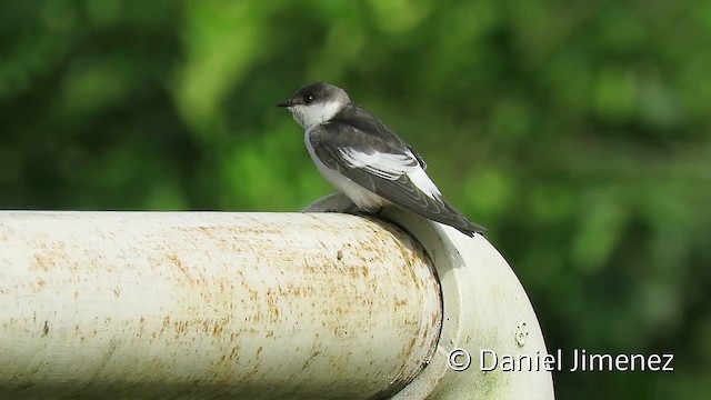 White-winged Swallow - ML201954001