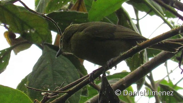 Ochre-breasted Tanager - ML201954051