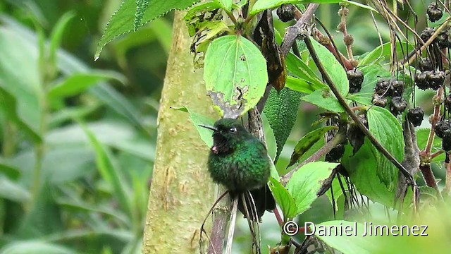 kolibřík turmalinový - ML201954101