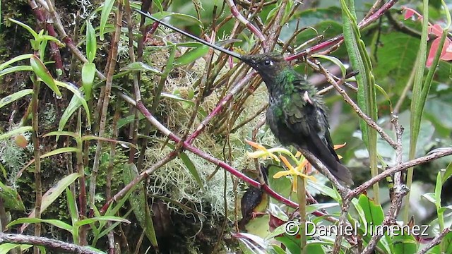 Sword-billed Hummingbird - ML201954121
