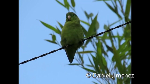 Spectacled Parrotlet - ML201954141