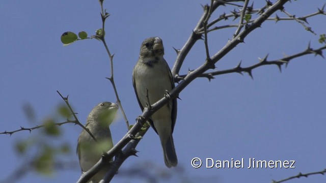  - Parrot-billed Seedeater