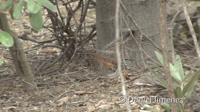Necklaced Spinetail - ML201954371
