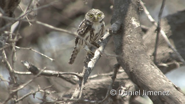 Peruvian Pygmy-Owl - ML201954441