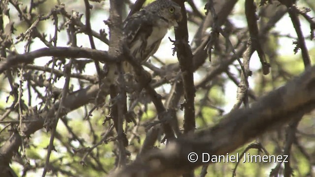 Peruvian Pygmy-Owl - ML201954451