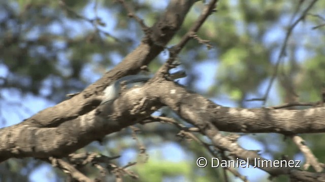  - White-browed Gnatcatcher