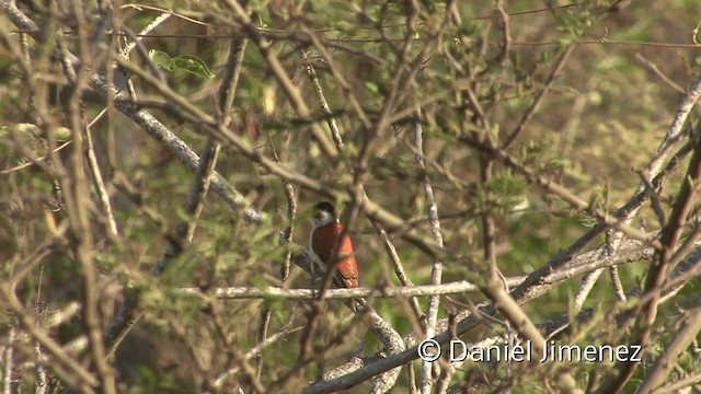 Scarlet-backed Woodpecker - ML201954541