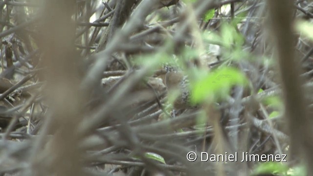 Speckle-breasted Wren (Marañon) - ML201954621