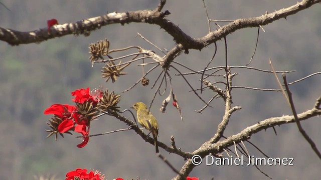 Hepatic Tanager (Highland) - ML201954701