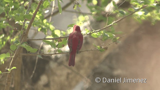 Hepatic Tanager (Highland) - ML201954711