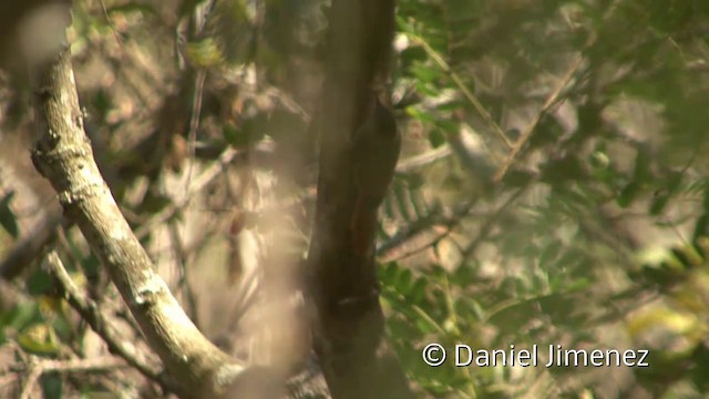 Olivaceous Woodcreeper (Pacific) - ML201954821