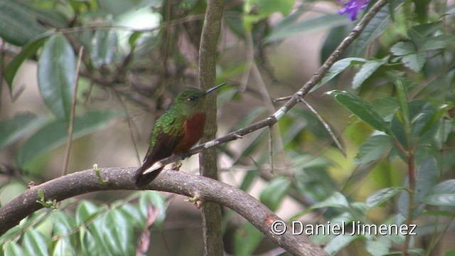 kolibřík peruánský - ML201954901