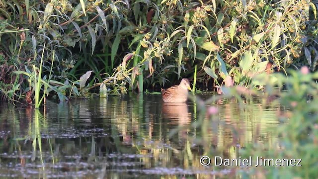 Spotted Crake - ML201954961