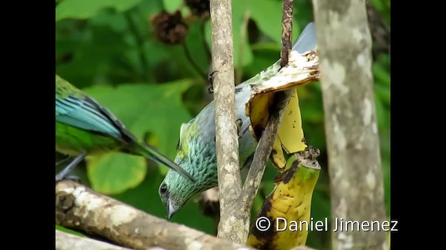 Black-capped Tanager - ML201955031