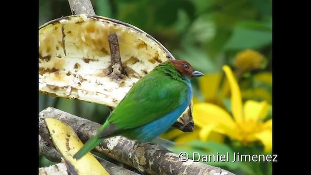 Bay-headed Tanager (Bay-and-blue) - ML201955081