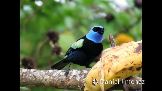 Blue-necked Tanager - ML201955091