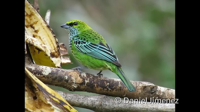 Speckled Tanager - ML201955101