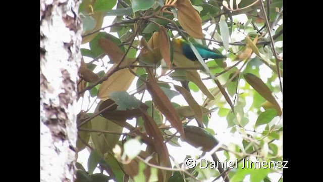 Multicolored Tanager - ML201955161