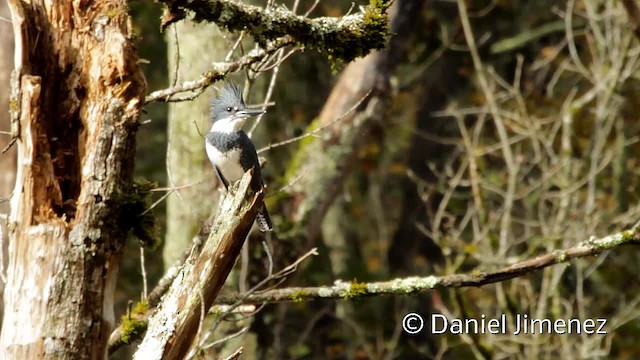 Belted Kingfisher - ML201955241