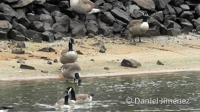 Canada Goose (canadensis Group) - ML201955261