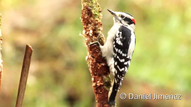 Downy Woodpecker (Eastern) - ML201955321