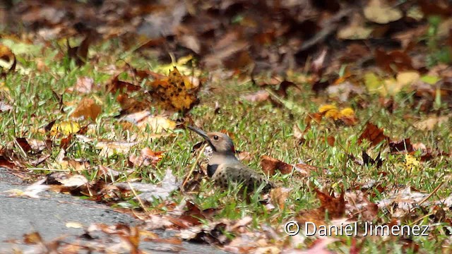 Northern Flicker (Yellow-shafted) - ML201955371