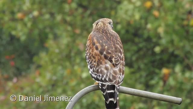 Red-shouldered Hawk (lineatus Group) - ML201955411