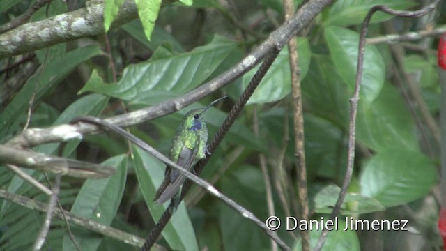 kolibřík modrouchý (ssp. cyanotus/crissalis) - ML201955461