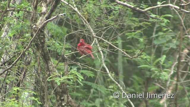Hepatic Tanager (Highland) - ML201955471