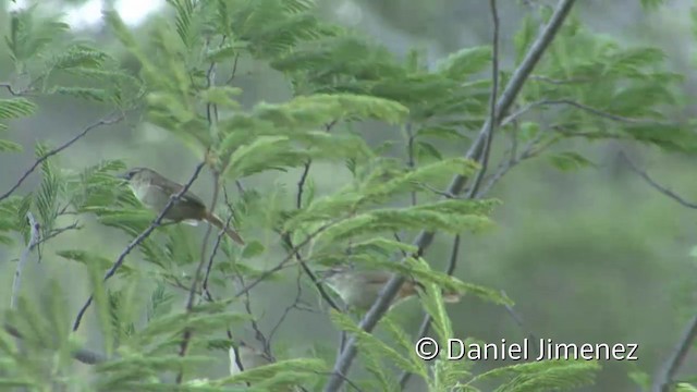 Rufous-fronted Thornbird (Rufous-fronted) - ML201955661