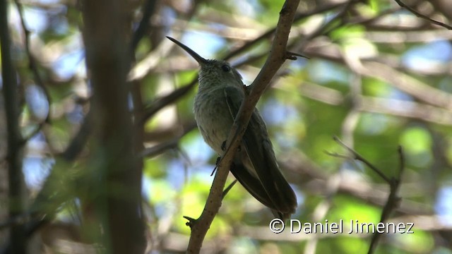 Spot-throated Hummingbird - ML201955711