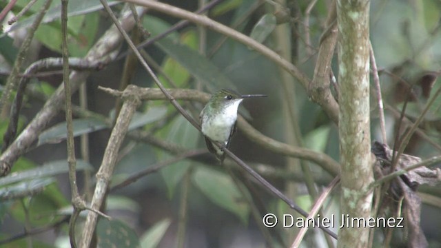 White-bellied Hummingbird - ML201955831