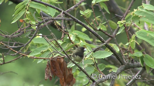 Yellow-bellied Seedeater - ML201955861