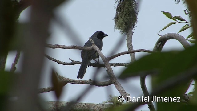 Black-faced Tanager - ML201955921