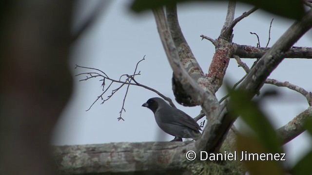 Black-faced Tanager - ML201955931