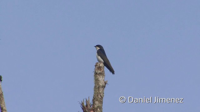 Blue-and-white Swallow (cyanoleuca) - ML201955961