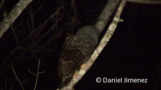 Black-banded Owl - ML201956021