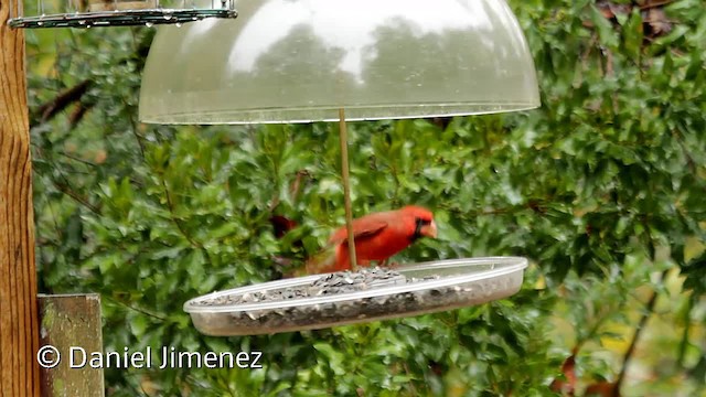 Красный кардинал [группа cardinalis] - ML201956121