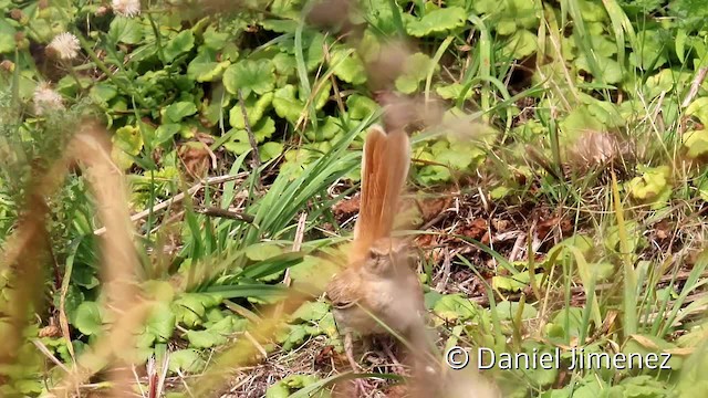 Rufous-tailed Scrub-Robin (Rufous-tailed) - ML201956191