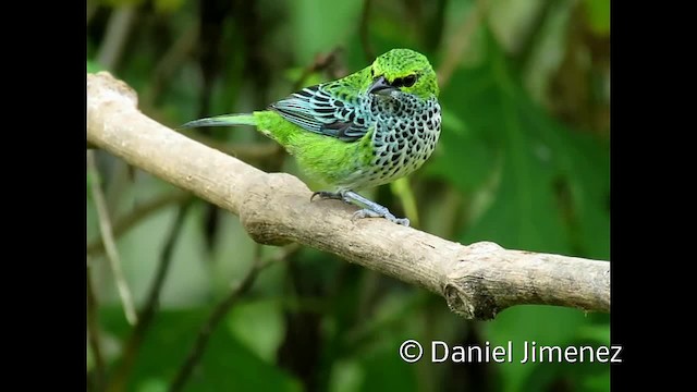 Speckled Tanager - ML201956261